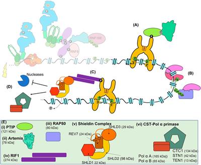 Immediate-Early, Early, and Late Responses to DNA Double Stranded Breaks